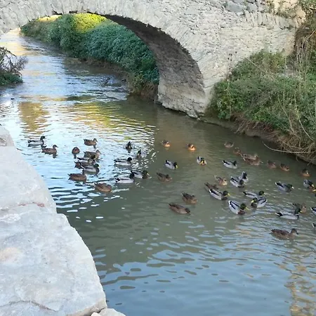 El Freixe De L'ylla
